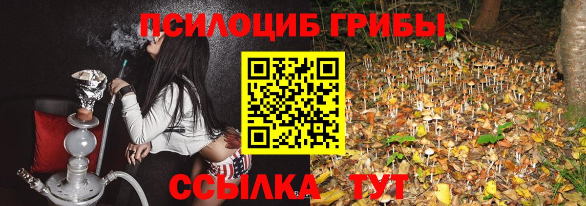 Славгород  где можно купить наркотик  Вход с VPN  Псилоцибиновые грибы прущие грибы 